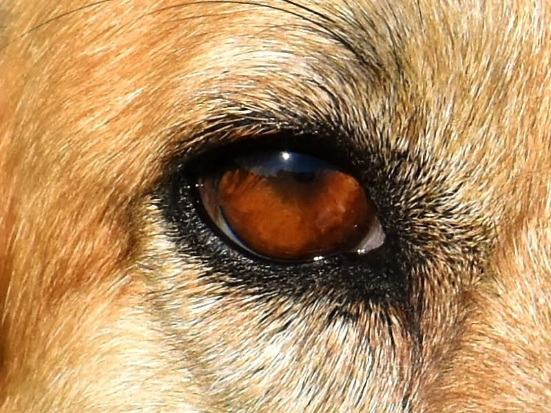 У собаки гноятся глаза - ЗооПорт