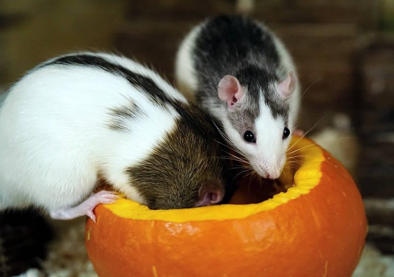 Кормление крыс — основные принципы, витамины и минералы