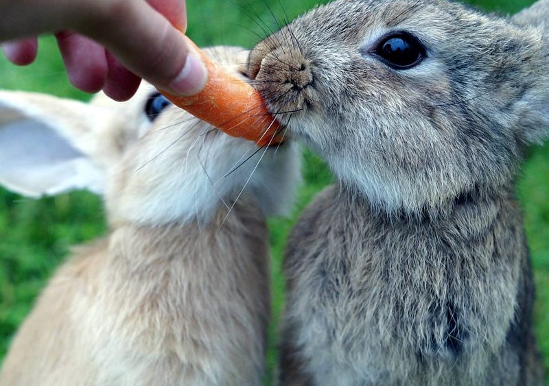 Особенности кальциевого обмена у кроликов