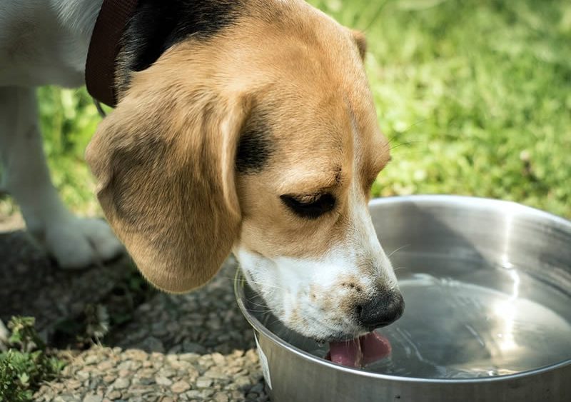 Отравление собаки ядом и поваренной солью — первая помощь