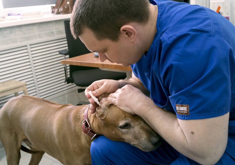 Первая помощь собаке и самостоятельное лечение собак