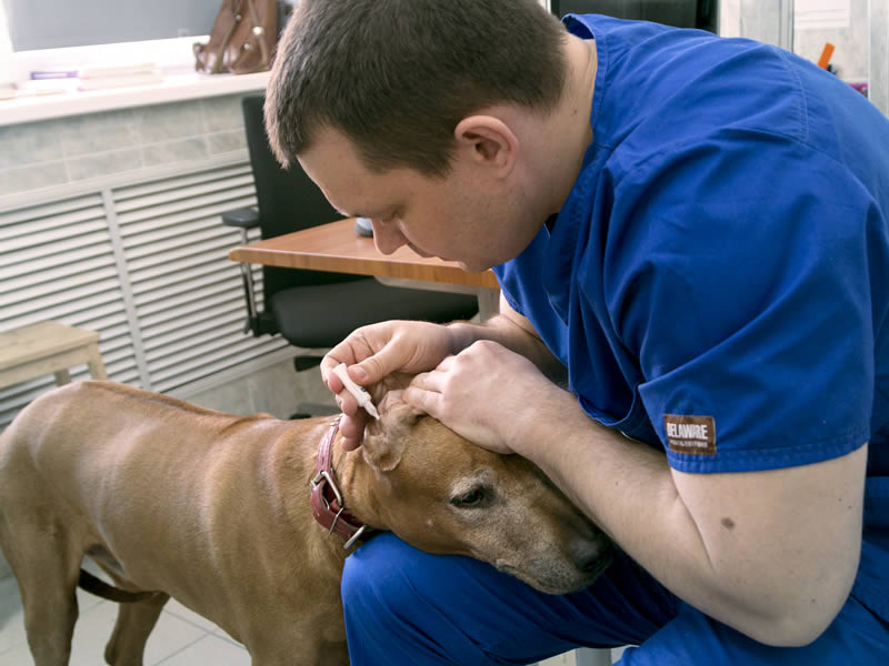 Первая помощь собаке и самостоятельное лечение собак