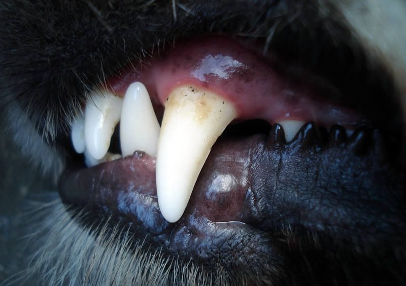Стоматит у собак — симптомы, лечение и профилактика заболевания