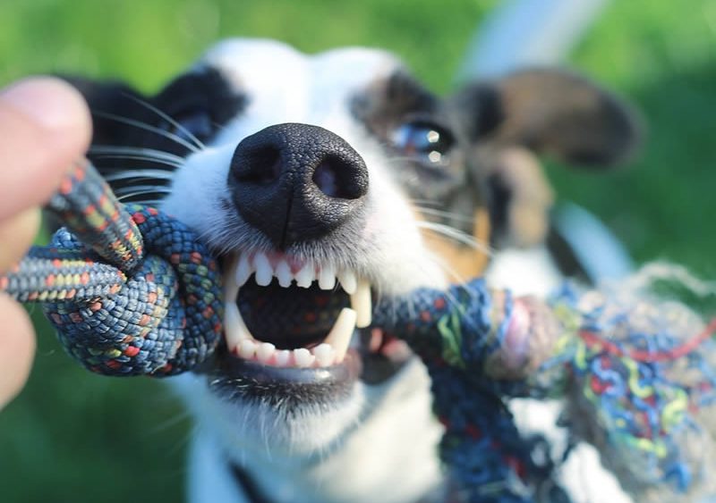 Ветеринарная стоматология для собак и кошек