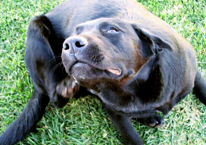Кожные болезни собак и ветеринарная дерматология