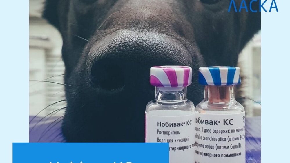 Нобивак КС — живая сухая вакцина против бордетеллеза и парагриппа собак