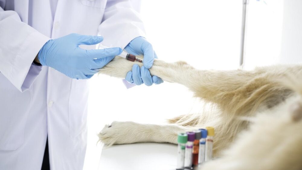 Биохимический анализ крови собак