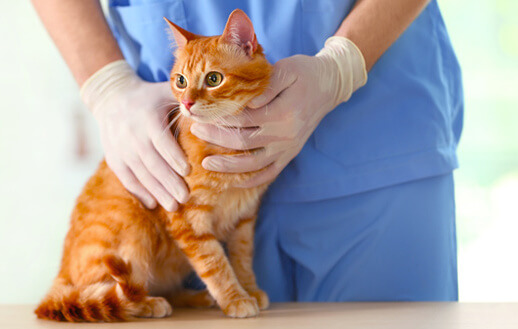 Кастрация котов в клинике Ласка